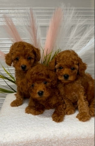 We offer beautiful toy poodle puppies Пудел той, 2 месеца - град Извън България | Кучета - снимка 1