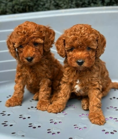 We offer beautiful toy poodle puppies Пудел той, 2 месеца - град Извън България | Кучета - снимка 2
