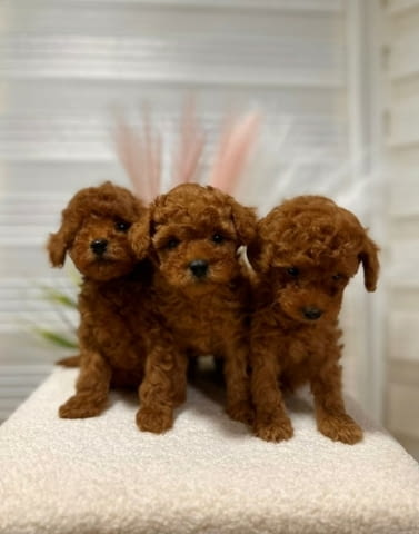 We offer beautiful toy poodle puppies Пудел той, 2 месеца - град Извън България | Кучета - снимка 4