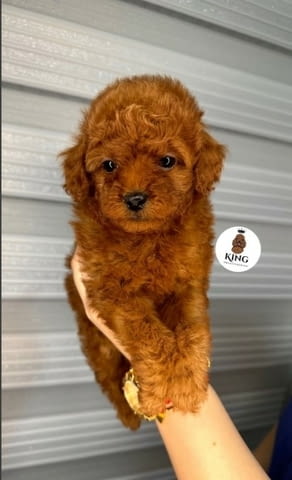 We offer beautiful toy poodle puppies Пудел той, 2 месеца - град Извън България | Кучета - снимка 5