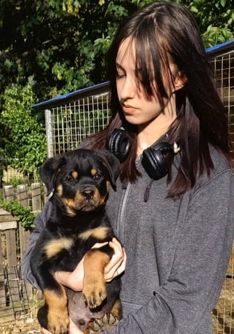 Ротвайлер прекрасни кученца Rottweiler - city of Izvun Bulgaria | Dogs - снимка 3