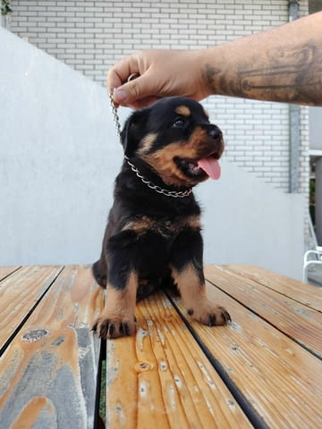 Ротвайлер прекрасни кученца Rottweiler - city of Izvun Bulgaria | Dogs - снимка 9