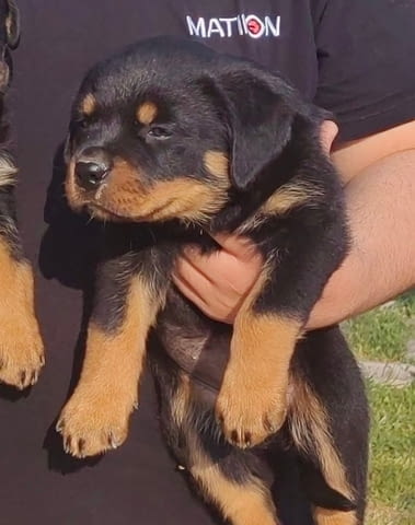 Ротвайлер прекрасни кученца Rottweiler - city of Izvun Bulgaria | Dogs - снимка 10
