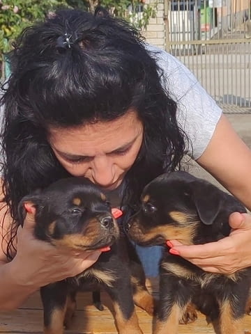 Ротвайлер прекрасни кученца Rottweiler - city of Izvun Bulgaria | Dogs - снимка 11