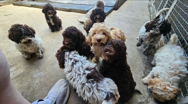 Lagoto Romagnola puppies available.. Другa - град Извън България | Кучета - снимка 1