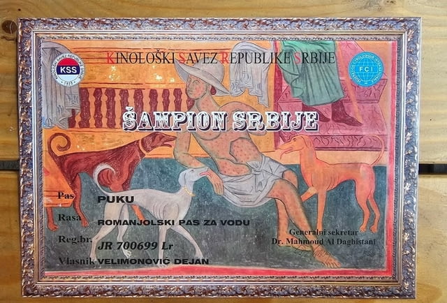 Lagoto Romagnola puppies available.. Другa - град Извън България | Кучета - снимка 3