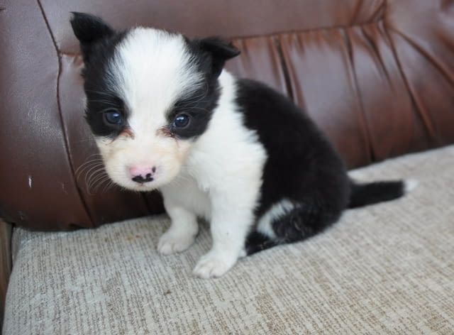 Бордър коли – кученца за продан Бордърколи, Ваксинирано - Да, Обезпаразитено - Да - град Извън България | Кучета - снимка 3