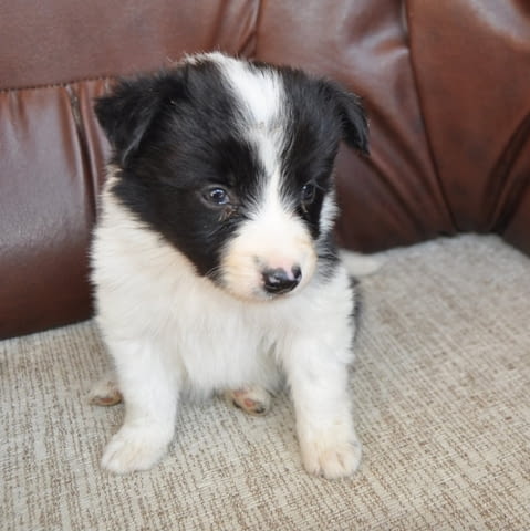 Бордър коли – кученца за продан Бордърколи, Ваксинирано - Да, Обезпаразитено - Да - град Извън България | Кучета - снимка 4