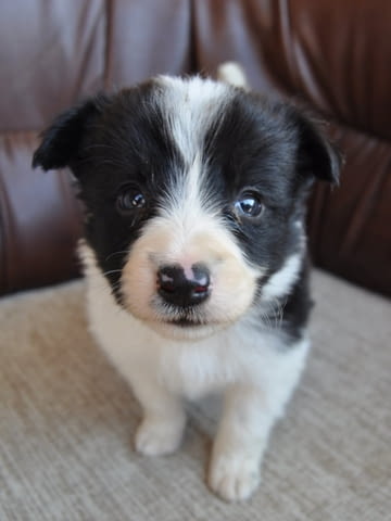 Бордър коли – кученца за продан Бордърколи, Ваксинирано - Да, Обезпаразитено - Да - град Извън България | Кучета - снимка 5