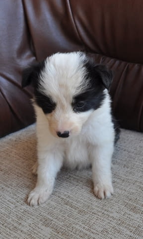 Бордър коли – кученца за продан Бордърколи, Ваксинирано - Да, Обезпаразитено - Да - град Извън България | Кучета - снимка 6