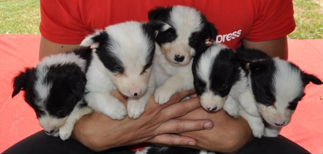 Бордър коли – кученца за продан Бордърколи, Ваксинирано - Да, Обезпаразитено - Да - град Извън България | Кучета - снимка 8