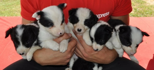 Бордър коли – кученца за продан Бордърколи, Ваксинирано - Да, Обезпаразитено - Да - град Извън България | Кучета - снимка 10