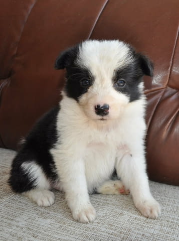 Бордър коли – кученца за продан Бордърколи, Ваксинирано - Да, Обезпаразитено - Да - град Извън България | Кучета - снимка 12