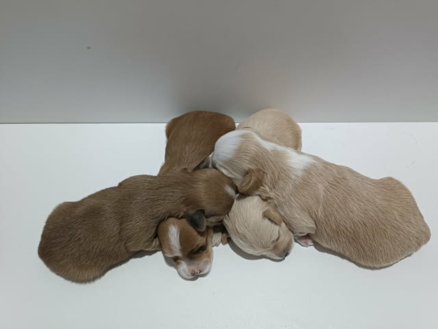 Хаванска бишон – красиви кученца за продажба Хавански бишон, Ваксинирано - Да, Обезпаразитено - Да - град Извън България | Кучета - снимка 2