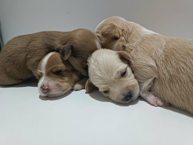 Хаванска бишон – красиви кученца за продажба Хавански бишон, Ваксинирано - Да, Обезпаразитено - Да - град Извън България | Кучета - снимка 3