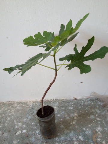 Смокиня - сорт Брунсуик. Около 65-75 см височина., град Средец | Цветя / Растения / Саксии - снимка 1