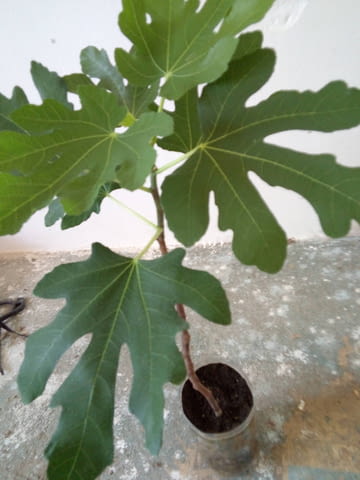 Смокиня - сорт Брунсуик. Около 65-75 см височина., град Средец | Цветя / Растения / Саксии - снимка 2