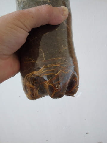 Смокиня - сорт Брунсуик. Около 65-75 см височина., град Средец | Цветя / Растения / Саксии - снимка 3