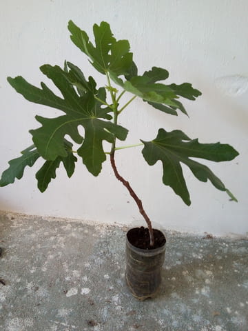 Смокиня - сорт Брунсуик. Около 65-75 см височина., град Средец | Цветя / Растения / Саксии - снимка 4