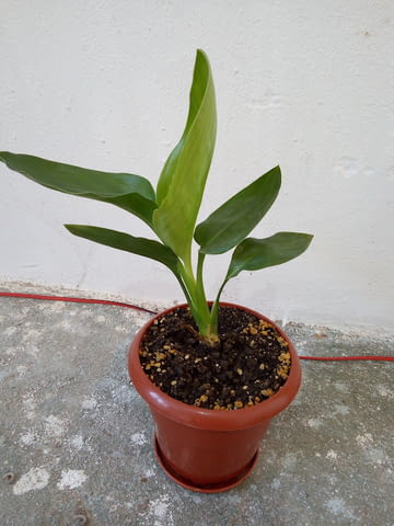 Стрелиция Райска птица - Strelitzia reginae - 30 височина, град Средец | Цветя / Растения / Саксии - снимка 1