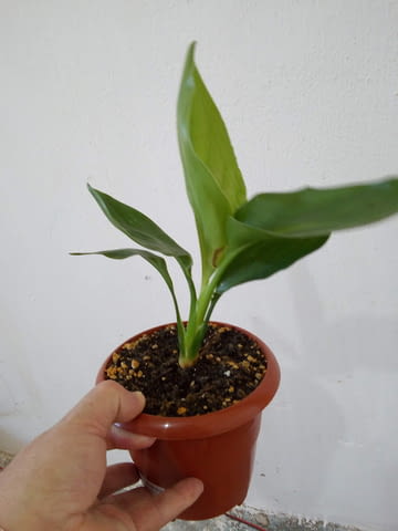 Стрелиция Райска птица - Strelitzia reginae - 30 височина, град Средец | Цветя / Растения / Саксии - снимка 2