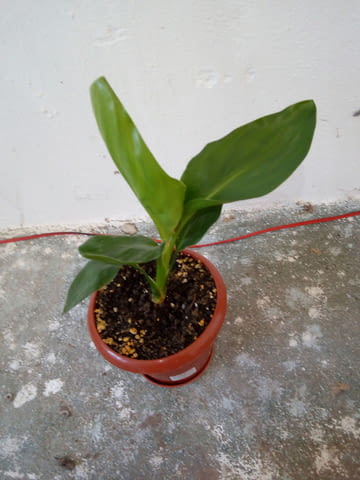 Стрелиция Райска птица - Strelitzia reginae - 30 височина, град Средец | Цветя / Растения / Саксии - снимка 3