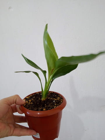 Стрелиция Райска птица - Strelitzia reginae - 30 височина, град Средец | Цветя / Растения / Саксии - снимка 4