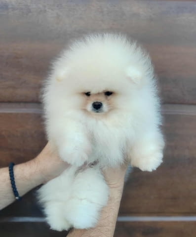 Померан – красиви пухкави кученца Pomeranian, Vaccinated - Yes, Dewormed - Yes - city of Izvun Bulgaria | Dogs - снимка 1