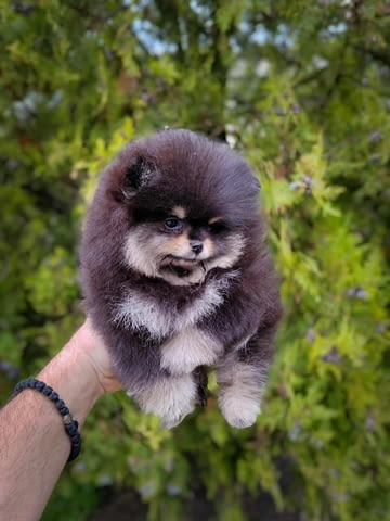 Померан – красиви пухкави кученца Pomeranian, Vaccinated - Yes, Dewormed - Yes - city of Izvun Bulgaria | Dogs - снимка 2
