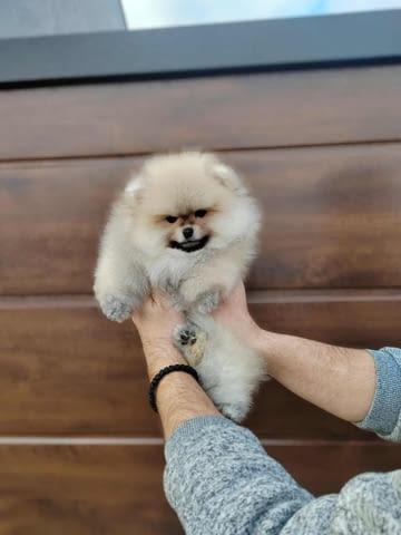 Померан – красиви пухкави кученца Pomeranian, Vaccinated - Yes, Dewormed - Yes - city of Izvun Bulgaria | Dogs - снимка 3