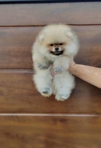 Померан – красиви пухкави кученца Pomeranian, Vaccinated - Yes, Dewormed - Yes - city of Izvun Bulgaria | Dogs - снимка 4