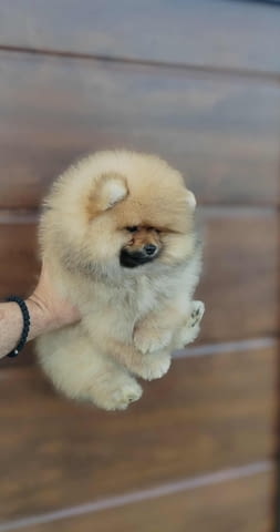 Померан – красиви пухкави кученца Pomeranian, Vaccinated - Yes, Dewormed - Yes - city of Izvun Bulgaria | Dogs - снимка 5