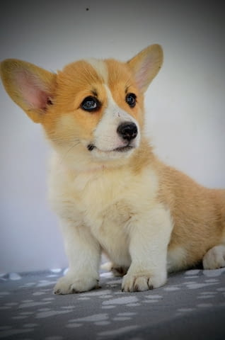 Уелски Корги Пемброк – Прекрасни кученца Welsh Korgi Pambrook, Vaccinated - Yes, Dewormed - Yes - city of Izvun Bulgaria | Dogs - снимка 3