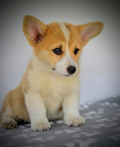 Уелски Корги Пемброк – Прекрасни кученца Welsh Korgi Pambrook, Vaccinated - Yes, Dewormed - Yes - city of Izvun Bulgaria | Dogs - снимка 5