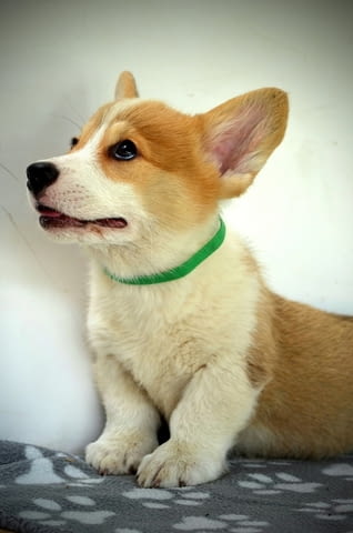 Уелски Корги Пемброк – Прекрасни кученца Welsh Korgi Pambrook, Vaccinated - Yes, Dewormed - Yes - city of Izvun Bulgaria | Dogs - снимка 8