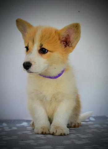 Уелски Корги Пемброк – Прекрасни кученца Welsh Korgi Pambrook, Vaccinated - Yes, Dewormed - Yes - city of Izvun Bulgaria | Dogs - снимка 9