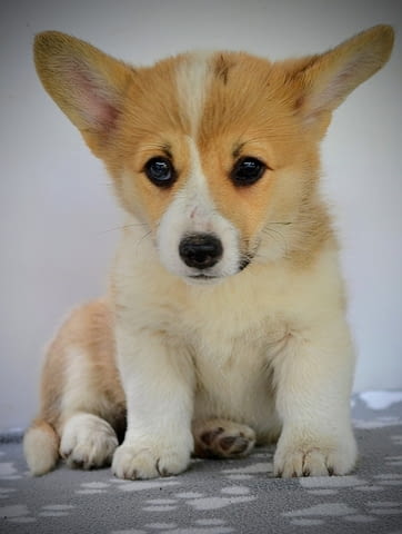 Уелски Корги Пемброк – Прекрасни кученца Welsh Korgi Pambrook, Vaccinated - Yes, Dewormed - Yes - city of Izvun Bulgaria | Dogs - снимка 10