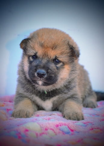 Шиба Ину красиви кученца Шиба ину, Ваксинирано - Да, Обезпаразитено - Да - град Извън България | Кучета - снимка 2