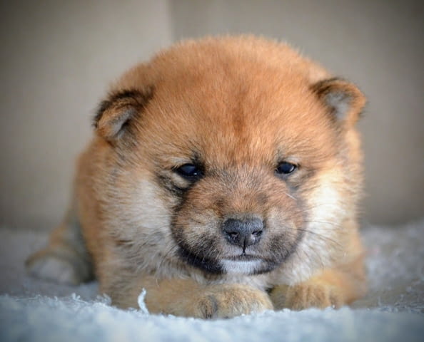 Шиба Ину красиви кученца Шиба ину, Ваксинирано - Да, Обезпаразитено - Да - град Извън България | Кучета - снимка 5