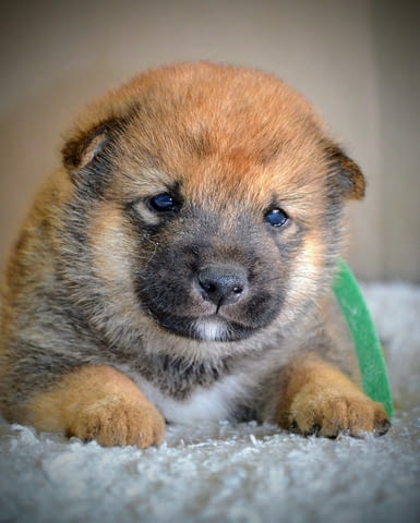 Шиба Ину красиви кученца Шиба ину, Ваксинирано - Да, Обезпаразитено - Да - град Извън България | Кучета - снимка 7