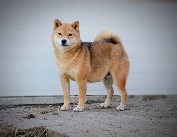 Шиба Ину красиви кученца Шиба ину, Ваксинирано - Да, Обезпаразитено - Да - град Извън България | Кучета - снимка 11