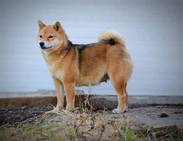 Шиба Ину красиви кученца Шиба ину, Ваксинирано - Да, Обезпаразитено - Да - град Извън България | Кучета - снимка 12
