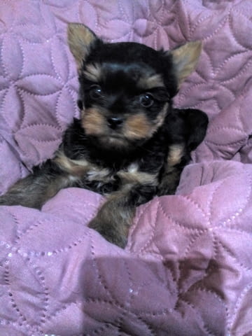 Мини йоркширски териер Yorkshire Terrier, 2 Months, Vaccinated - Yes - city of Gabrovo | Dogs - снимка 1