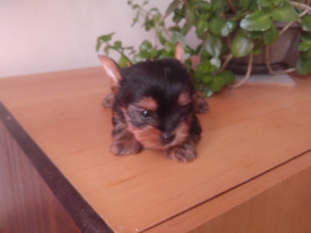Мини йоркширски териер Yorkshire Terrier, 2 Months, Vaccinated - Yes - city of Gabrovo | Dogs - снимка 2