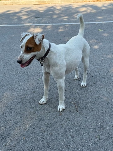 Терриери джак ръссел Японски териер, 3 месеца, Ваксинирано - Да - град Каолиново | Кучета - снимка 1