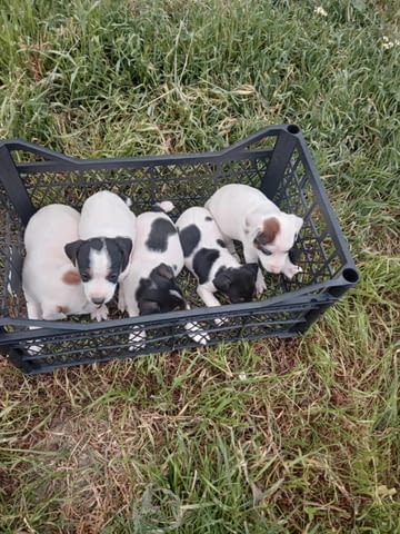 Терриери джак ръссел Японски териер, 3 месеца, Ваксинирано - Да - град Каолиново | Кучета - снимка 2