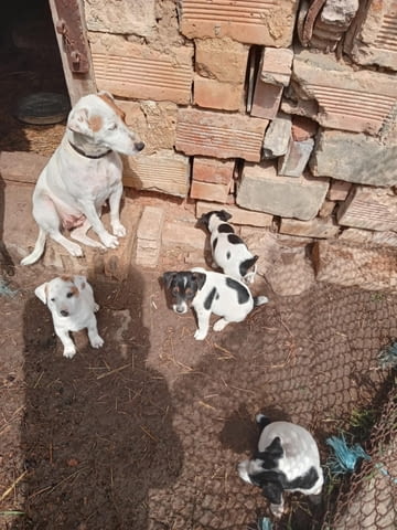 Терриери джак ръссел Японски териер, 3 месеца, Ваксинирано - Да - град Каолиново | Кучета - снимка 3