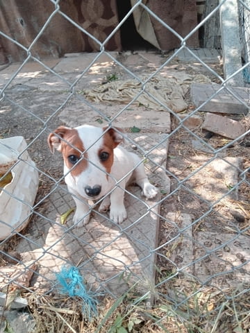 Терриери джак ръссел Японски териер, 3 месеца, Ваксинирано - Да - град Каолиново | Кучета - снимка 4