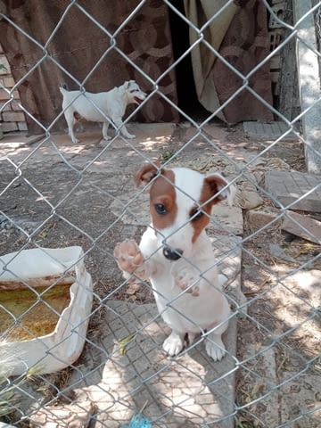 Терриери джак ръссел Японски териер, 3 месеца, Ваксинирано - Да - град Каолиново | Кучета - снимка 5