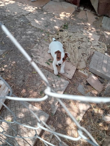 Терриери джак ръссел Японски териер, 3 месеца, Ваксинирано - Да - град Каолиново | Кучета - снимка 6